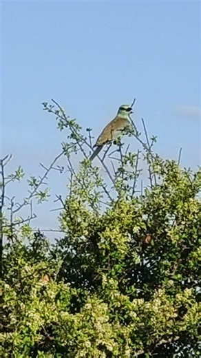 #wildlife#krugernationalpark#carminebee-eatersittingontopofthetree#shortvideo#southafrica