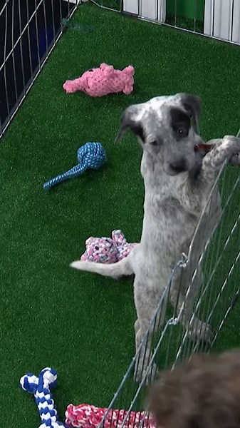 Take home one of these @Animal League America pups while supplies last! Visit the link in our bio to #GetYourRescueOn! 🐶 #Colbert #SethRogen #RescueDogRescue