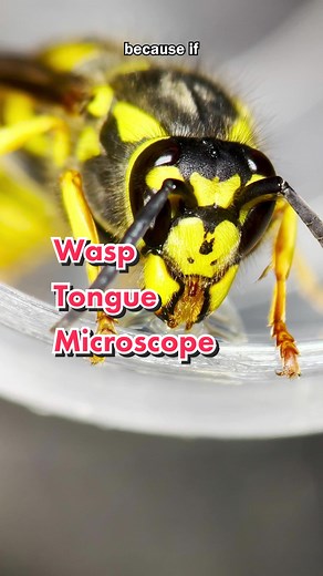 Have you ever seen a wasp tongue? #wasp #microscope #stem #biology #science #bug #insect