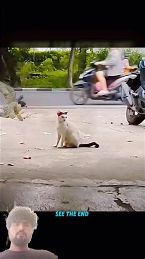 Falcon Beats Cat... But Fails vs Eagle#trending#animals#wildlife#shorts#youtube