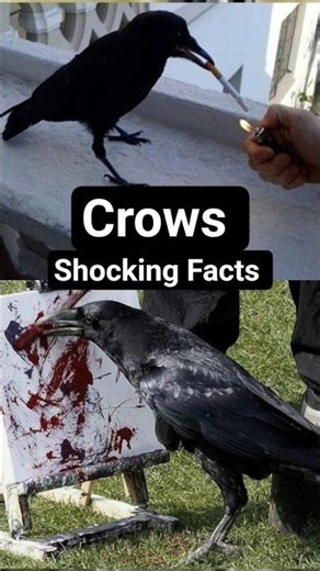 How Intelligent Crows are #crow #facts #skills