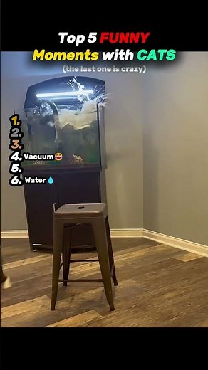 Top 5 FUNNY Moments with CATS😂😂😂 #fdccompany #funny #pets #cutcat #catlife #memes #funnycats