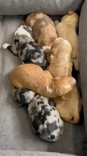 ✨ Meet our gorgeous Mini F1B Bordoodle babies from Calypso & Jerry!...