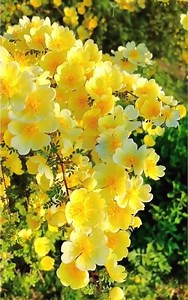 Beautiful image 👌amazing things❤️💐 | Beautiful Houses and Buildings