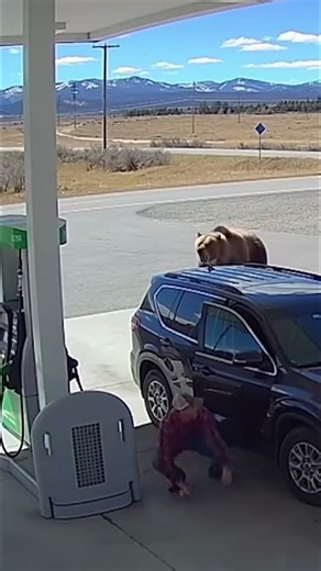 Grizzly Bear Scare at a Gas Station — Caught on Camera 😱⛽🐻