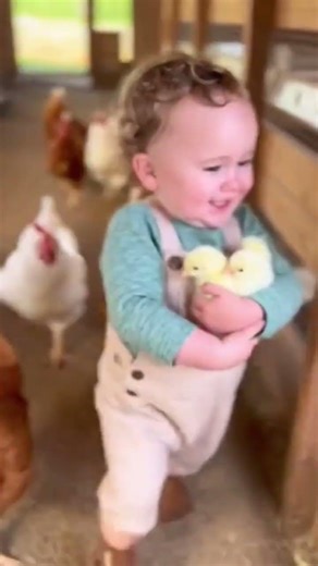 Toddler Runs From Chickens After Grabbing Baby Hens 🐔😳