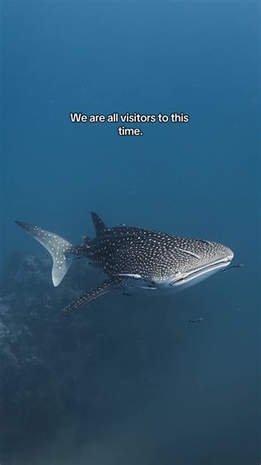 Discover the Ocean: Scuba Diving with Whale Sharks