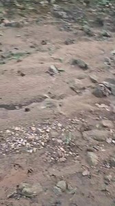 Wild Boar Foot Prints. This is the same family which was hit Toso and Maggi. | Bagdara Farms | Facebook