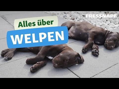 Alles über Welpen - Tipps & Infos zu jungen Hunden
