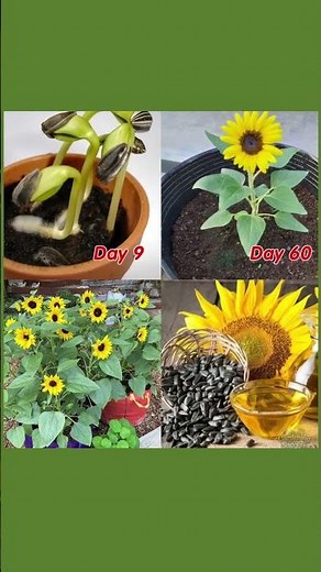 A Step-By-Step Guide to Planting, Growing, and Harvesting Sunflower Seeds 🌻