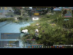 Is the Polar Bear Worth and does it stack with penguin? Black Desert Online BDO