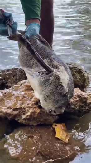Unbelievable! Giant Eel Crawls Back Inside a Puffer Fish 😱🐟