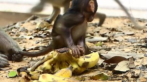 Baby Monkey Branda Eating Soft Banana Fruit As Well | Lovely Monkey