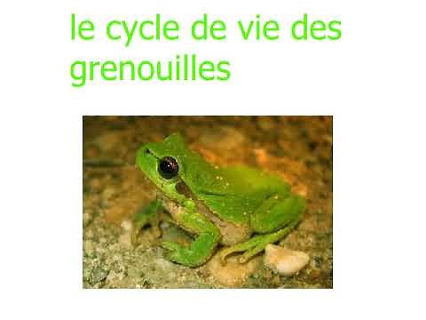 cycle de vie des grenouille