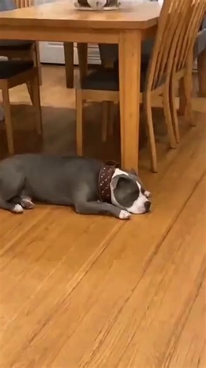 Understanding Pitbull Behavior: What's Going On?