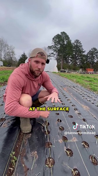 The Benefits of Farming Without Battling Weeds