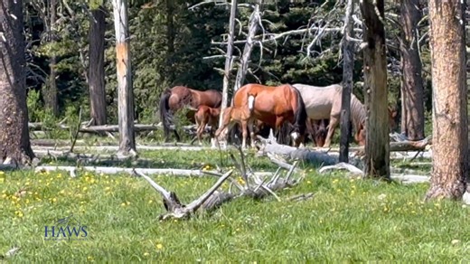 It's that time of year when the various bands of wild horses come together into huge gatherings for foaling and breeding season. | Help Alberta Wildies Society
