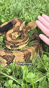How to identify venomous snakes: The EASY way!