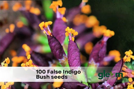 100 False Indigo Bush Seeds – Amorpha Fruticosa Native Flowering Shrub - Etsy