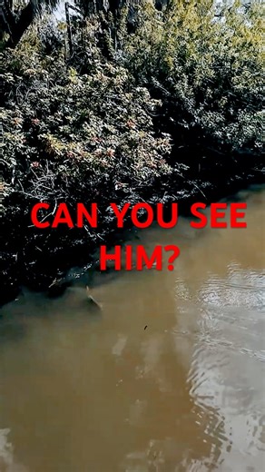 Snook Eat Fly Fishing Great Camouflage Can You See #flyfishing #fishing #snook #sarasota #fishing