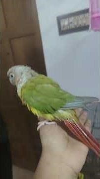 Pineapple Conure Drying Off & Visiting Friends | After-Bath Bird Room Tour #birdbath #birdlovers