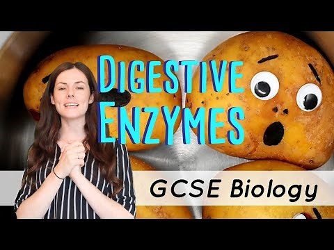 DIGESTIVE ENZYMES GCSE Biology 9-1 | Combined Sci (Revision & Qs)