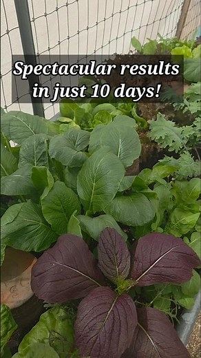 Spectacular Vegetable Garden Results in 10 days! Secret Ingredients #fallgarden