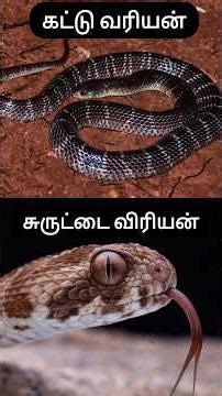 🐍3 நஞ்சுள்ள பாம்புகள் ஒரே இடத்தில்😍Saw Scaled Viper, Common krait ⛈️#tamil #tamilnadu #snake #nature
