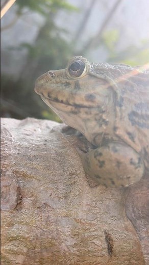 The sound of a frog croaking. #frog #funnyanimal #animals #animallife #froggy #bullfrog #froggo