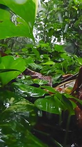 Putting HERO13's 13x Burst Slo-Mo through its paces with #GoProFamily member Will Strathman's new #GoProHERO13 Black Macro Lens Mod. ✔️ 13x slo-mo at 720p400 for 15s ✔️ 12x slo-mo at 900p360 for 15s ✔️ 4x slo-mo at 5.3K120 for 5s Pre-order today, with free shipping at GoPro.com/HERO13. Available worldwide on September 10th. | GoPro