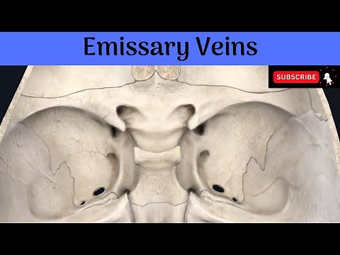 Emissary Veins | Locations | Connections | Functions | Clinical Anatomy #Anatomy #mbbs #education