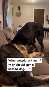 20K views · 1K reactions | Constant WRESTLING!! #germanshepherd #germanshepherdsofinstagram #germanshepherdpuppy #gsd #gsdlife #gsdpuppy #reels #reelsinstagram #reelsfbシ | Zeus and Luna | Facebook