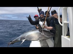 Southern California Giant Bluefin Kite Fishing