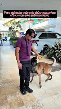 $1,000 peso challenge: my Malinois must wait outside the supermarket without moving while I shop 😱