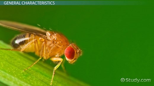 Class Insecta Definition, Characteristics & Orders