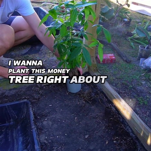 I Built a Rainforest Ecosystem for Reptiles in 100 Days!! Part 2 #Vivarium #Bioactive #Reptile #Terrarium #Rainforest