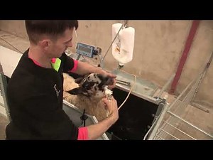 Shepherdsmate Handler Squeeze Clamp