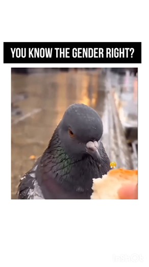 You all know the gender right?