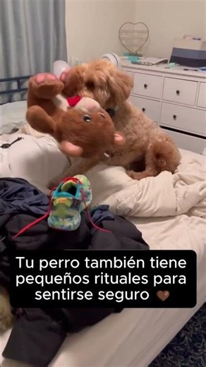 Ese peluche significa más de lo que crees