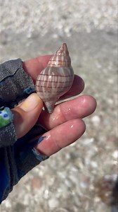 Just love a pretty Banded Tulip. * * #tulip #tulips #bands #swfl #shell #shelling #shells #coastalliving #coastal #shoreline #seashore #islandfun #joinus #tripadvisor #tripadvisorcertificateofexcellence Video taken by Team Member Captain Colt | Reel Kind Fishing and Tours