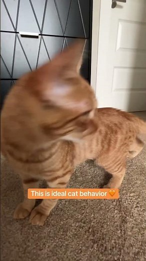 The Definition of Ideal Cat Behavior 🐾 | Theo the Orange Tabby