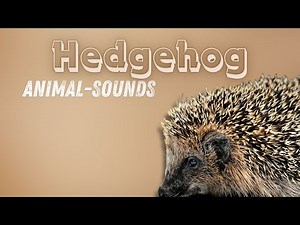 What Does a Hedgehog Sound Like? | Real Hedgehog Noises 🦔