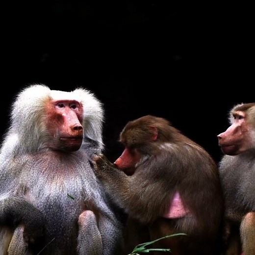 Captivating Baboons Grooming | Primate Playfulness