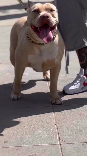 Big Dog Chains on Reels