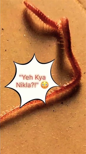 Yeh Kya Nikla Ghar Se? 😱 Centipede Close-Up #viral #centipede #kankhajura #poisonous #scary #explore
