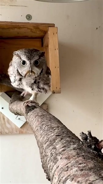 Meet Sassafras, the Eastern screech owl! It’s breeding season which means his keepers are being gifted flirty worms again! #owl #owlsoftiktok #birds #cincinnatizoo