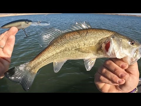 A Great Day Of Bass Fishing At Alamo Lake, Arizona
