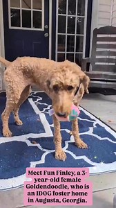 6.5K views · 82 reactions | UPDATE: Finley-GA has been adopted❣️...