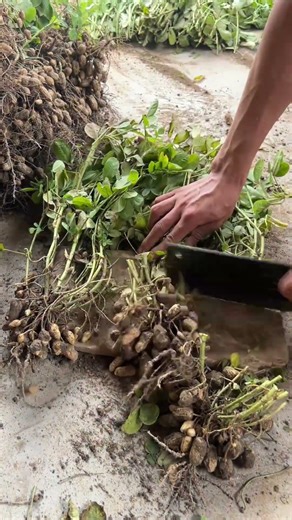 No Work, No Food 🍋 Rural life 🍉 Farming by Poor Farmer #rurallife #vlog #farming #shorts 24