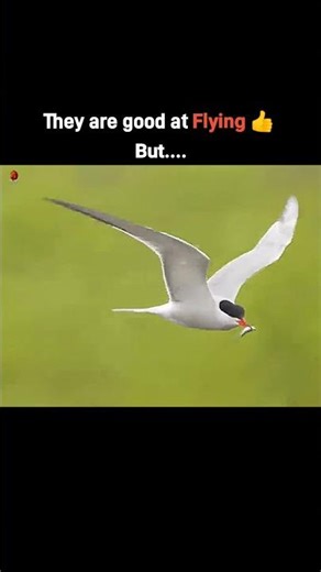 Nobody can beat the aura of an Eagle 🗿🔥🔥🥶#viralvideo #viralshorts #bird #animalvideos #shorts